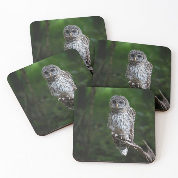 Item preview, Barred Owlet on a Perch  designed and sold by Shannon Emmel .