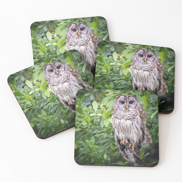 Item preview, Barred Owl after a Rain designed and sold by Shannon Emmel .