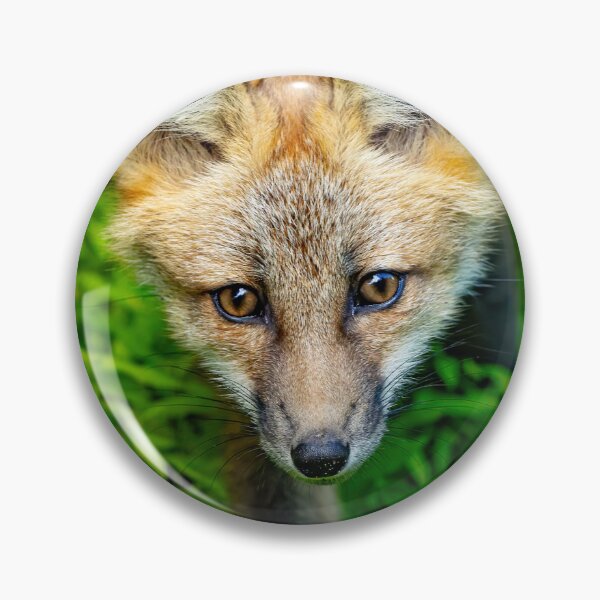 Item preview, Red Fox Kit Approaches  designed and sold by Shannon Emmel .