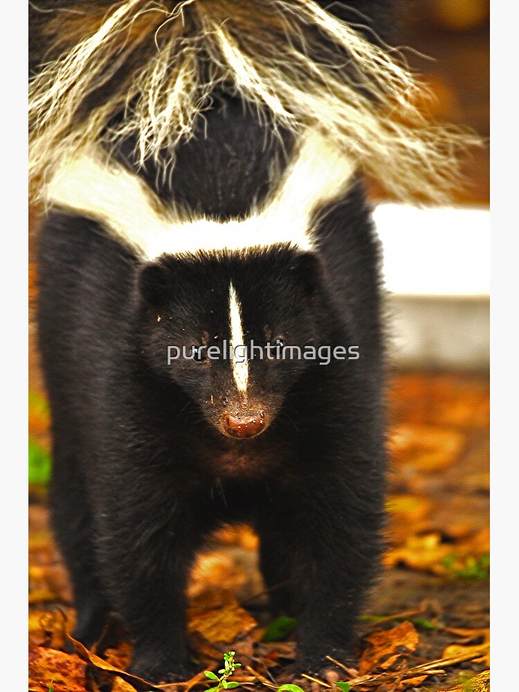 Angry skunk