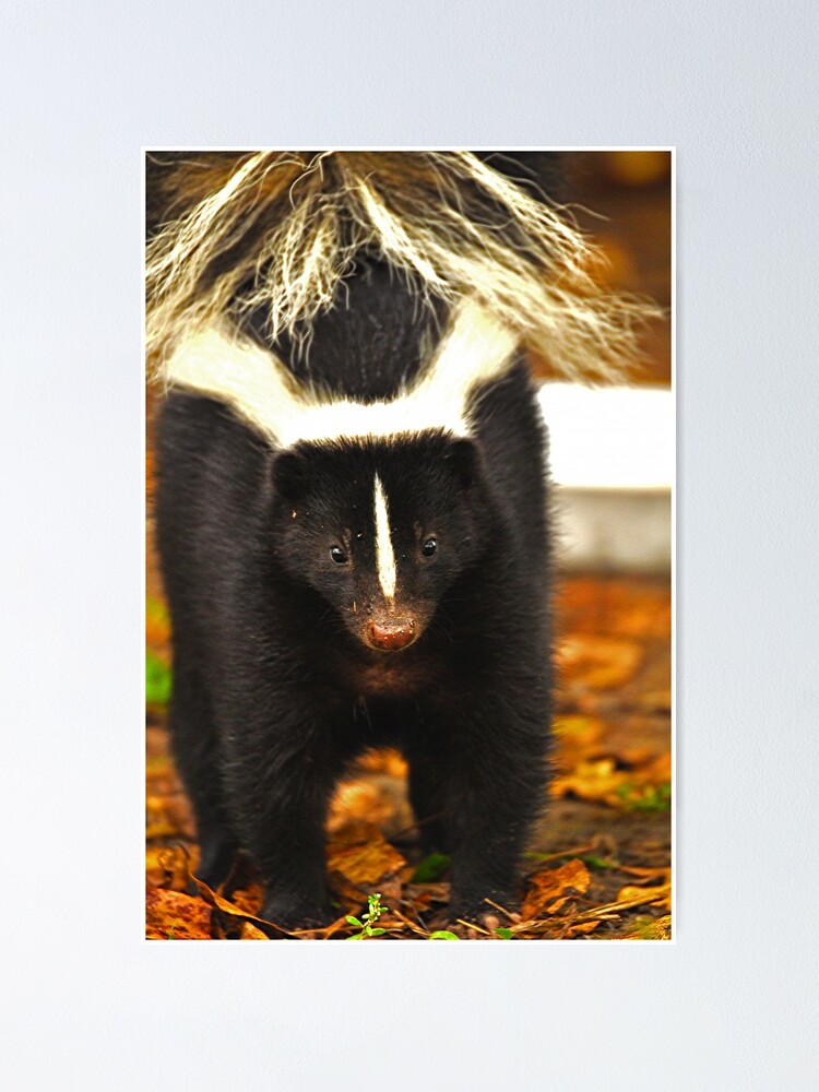 Angry skunk