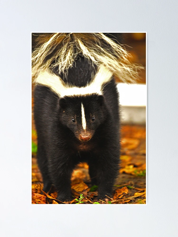 fposter,small,wall_texture,