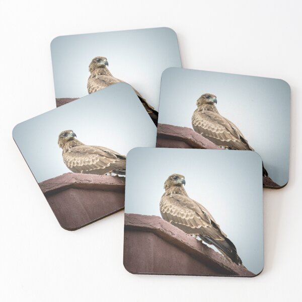 Item preview, Kite Bird on Ledge, Majestic Bird of Prey Nature Photography designed and sold by Shaheer-WallArt.