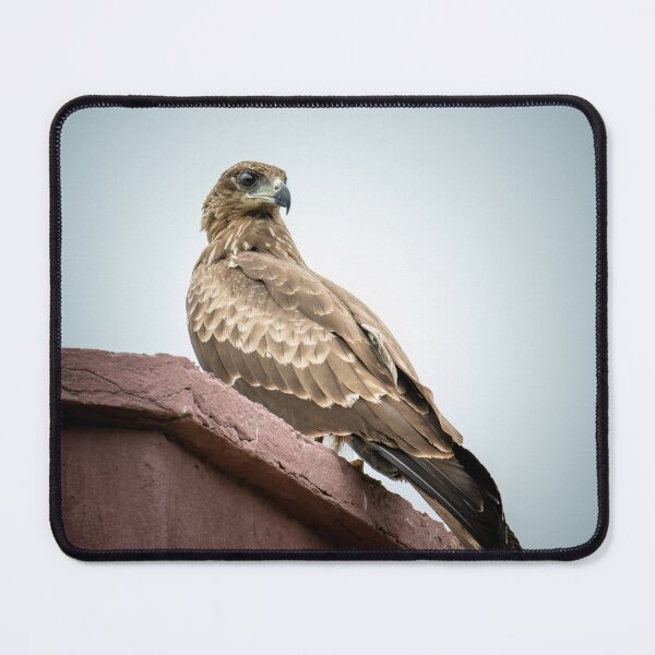 Item preview, Kite Bird on Ledge, Majestic Bird of Prey Nature Photography designed and sold by Shaheer-WallArt.