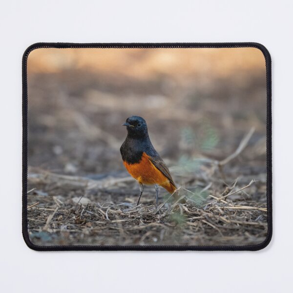 Item preview, Hodgson’s Redstart Bird, Exotic Wildlife and Nature Photography designed and sold by Shaheer-WallArt.