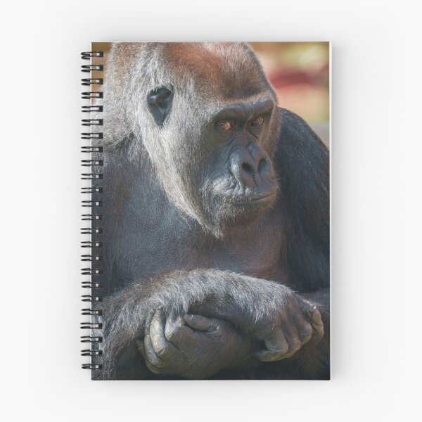 Item preview, Gentle Gorilla Asante Portrait, Thoughtful Eyes designed and sold by rawshutterbug.