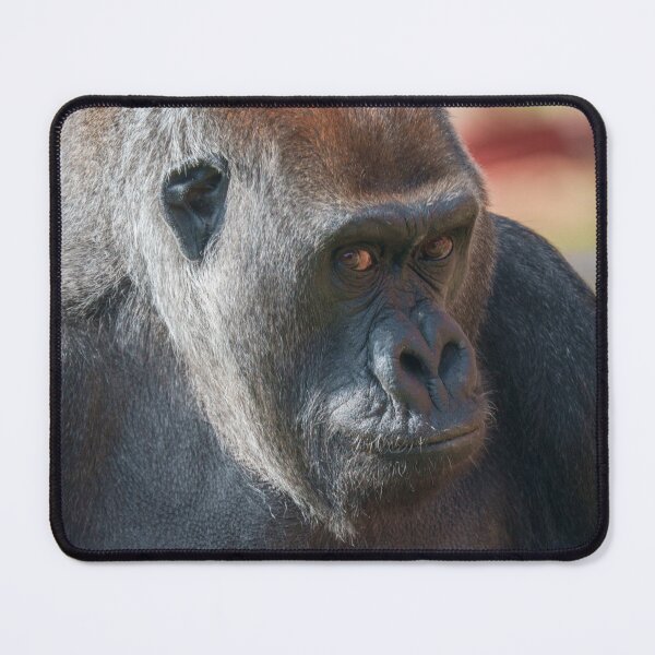 Item preview, Gentle Gorilla Asante Portrait, Thoughtful Eyes designed and sold by rawshutterbug.