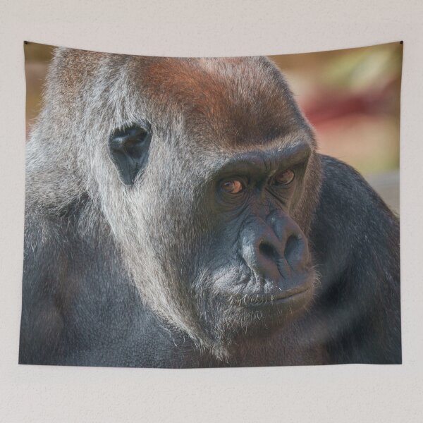 Item preview, Gentle Gorilla Asante Portrait, Thoughtful Eyes designed and sold by rawshutterbug.