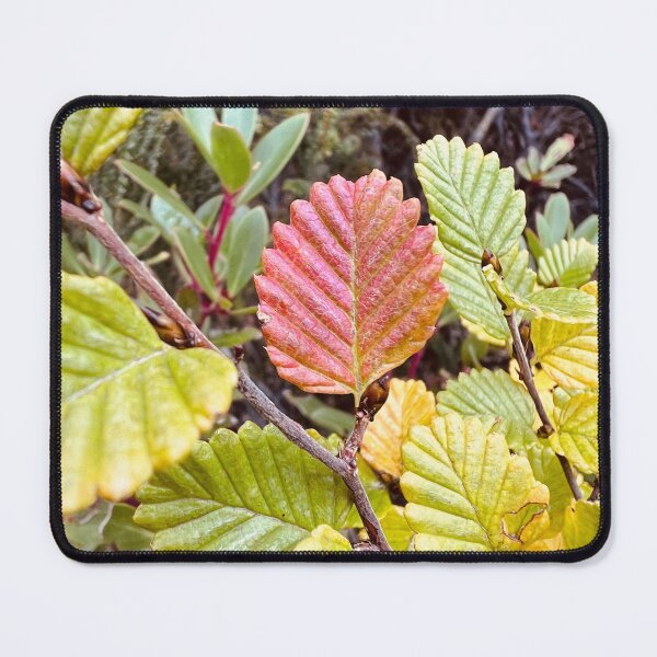 Item preview, Turning of the Fagus 2 - Photograph designed and sold by Echoes To Earth.