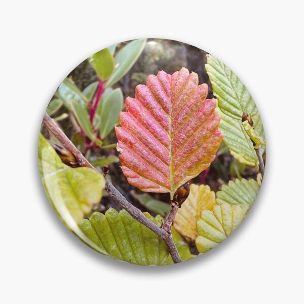 Item preview, Turning of the Fagus 2 - Photograph designed and sold by Echoes To Earth.