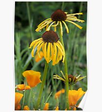 Cone Flowers & Poppies Poster