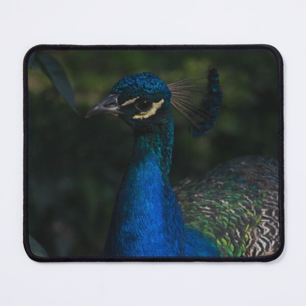Item preview, Wild Peacock in Natural Light – Exotic Bird Photography designed and sold by plantbasedfoto.