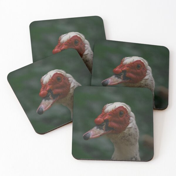 Item preview, Wild Muscovy Duck – Nature and Wildlife Decor designed and sold by plantbasedfoto.
