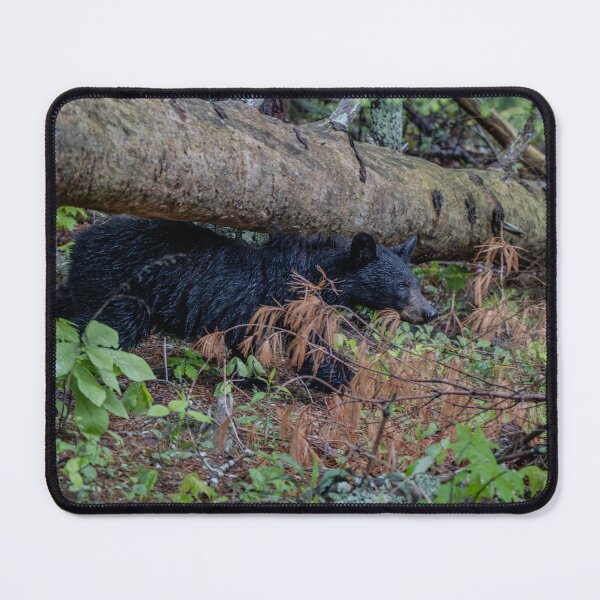 Item preview, A walk in the woods. designed and sold by Nature Made.