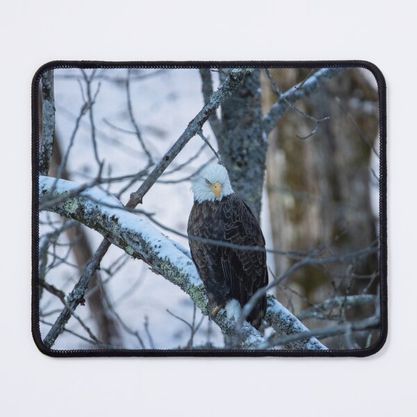 Item preview, Is that snow or an eagle I see? designed and sold by Nature Made.
