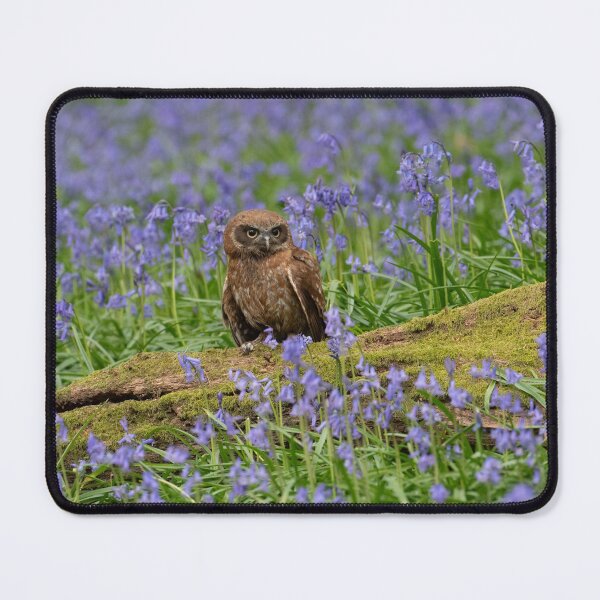 Item preview, Boobook Owl in Bluebells designed and sold by Karen O'Reilly.