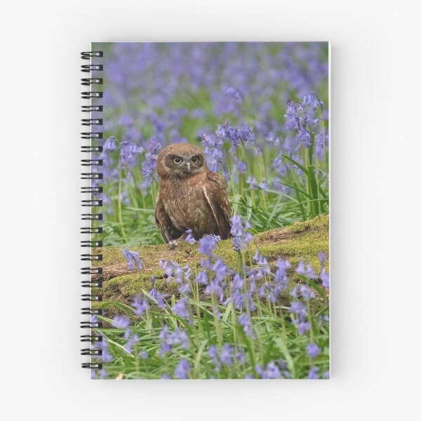 Item preview, Boobook Owl in Bluebells designed and sold by Karen  O'Reilly.