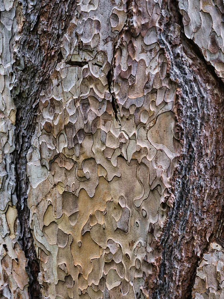 Thumbnail 4 of 4, Samsung Galaxy Phone Case, Tree Bark Texture – Natural Abstract Pattern designed and sold by RastislavS.