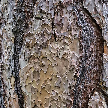 Artwork thumbnail, Tree Bark Texture – Natural Abstract Pattern by RastislavS