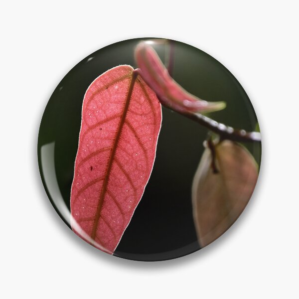 Item preview, New Leaves Cacao Tree, Cairns Botanic Gardens designed and sold by Kate Powick.