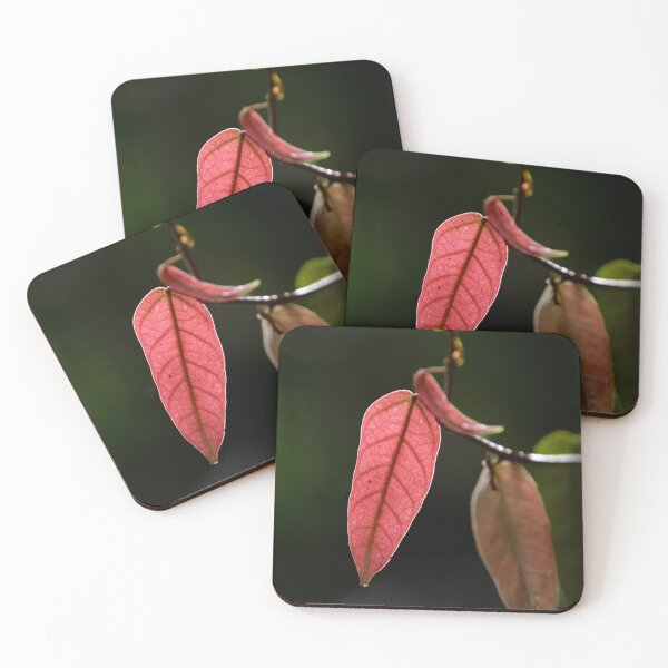 Item preview, New Leaves Cacao Tree, Cairns Botanic Gardens designed and sold by Kate Powick.