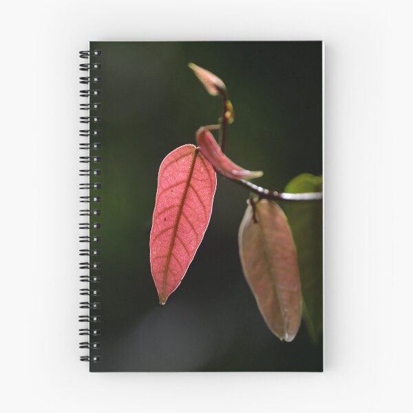 Item preview, New Leaves Cacao Tree, Cairns Botanic Gardens designed and sold by Kate Powick.