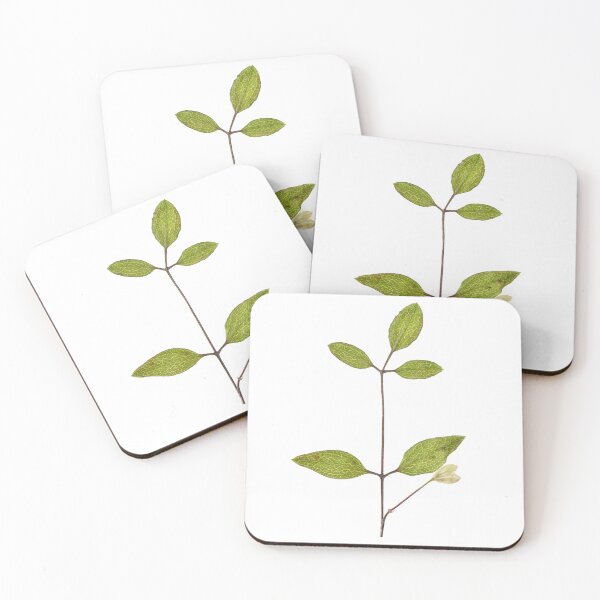 Item preview, Clematis terniflora var. mandshurica	Manchurian clematis designed and sold by Chris Burrows.