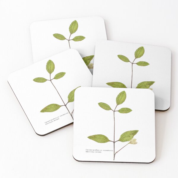 Item preview, Clematis terniflora var. mandshurica	Manchurian clematis designed and sold by Chris Burrows.