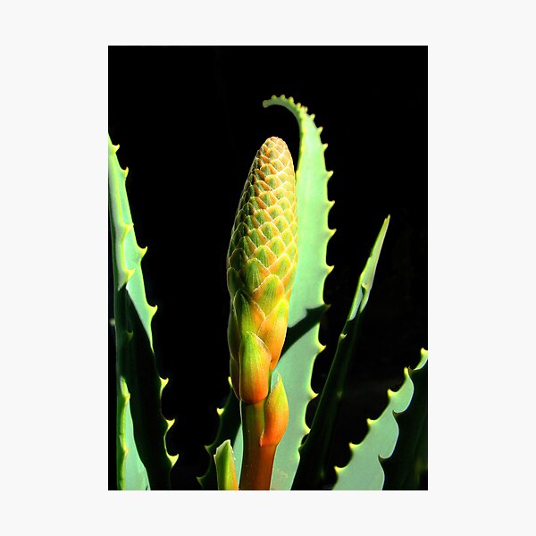 Aloe Bud Photographic Print