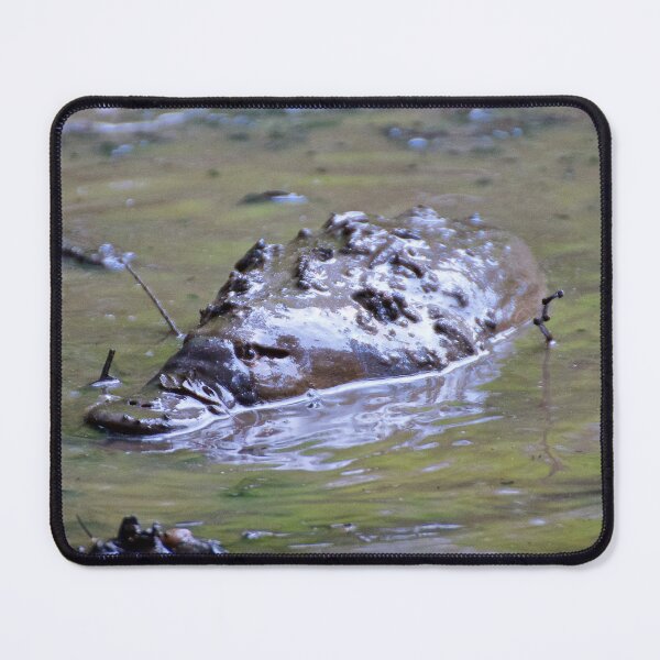 Item preview, PLATYPUS in Mud by tasmanianartist designed and sold by tasmanianartist.