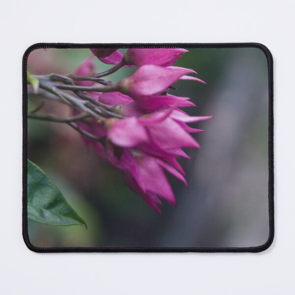 Item preview, Bleeding Heart Vine or Glory Bower designed and sold by ROSE ANN BANILAR.