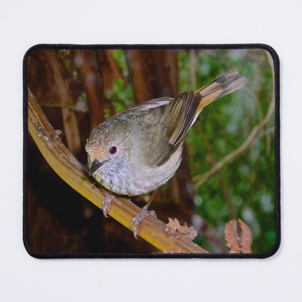 Item preview, THORNBILL ~ Brown Thornbill cn8yoKKj by David Irwin ~ WO designed and sold by tasmanianartist.