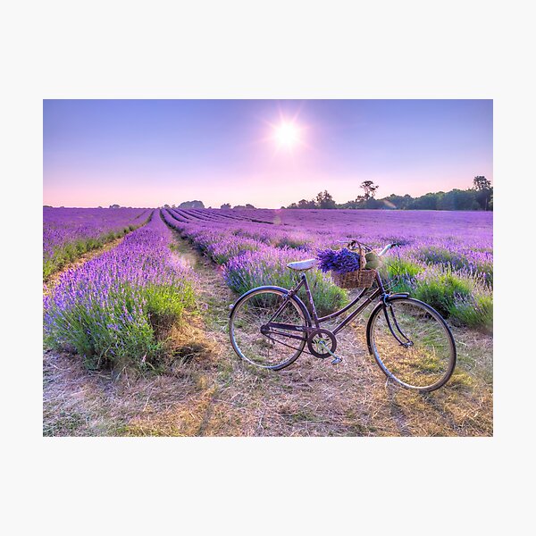 Item preview, Bicycle on Lavender Field designed and sold by assaf.