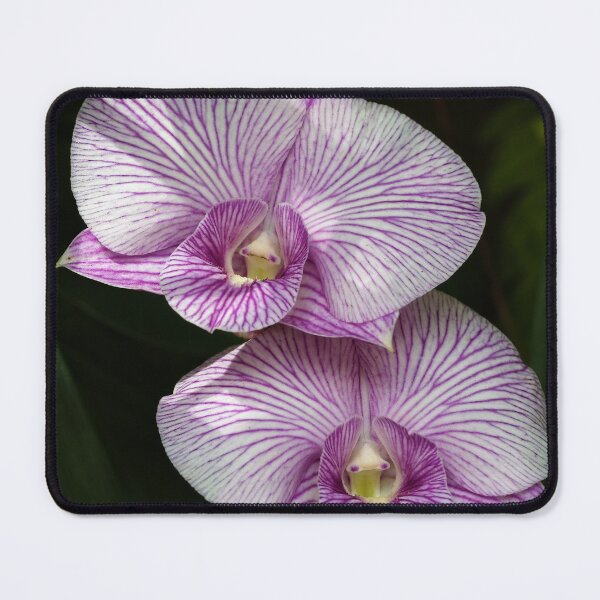 Item preview, Floral elegance of orchids with white petals streaked with intense purple designed and sold by franck380.
