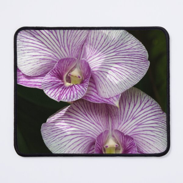 Item preview, Floral elegance of orchids with white petals streaked with intense purple designed and sold by franck380.