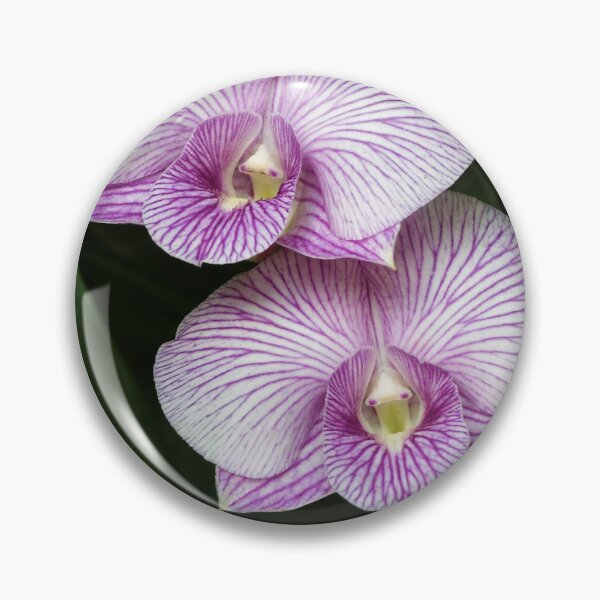 Item preview, Floral elegance of orchids with white petals streaked with intense purple designed and sold by franck380.