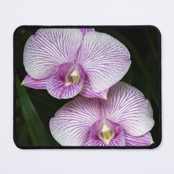 Item preview, Floral elegance of orchids with white petals streaked with intense purple designed and sold by franck380.