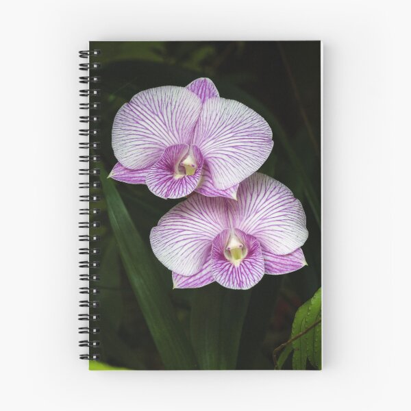 Item preview, Floral elegance of orchids with white petals streaked with intense purple designed and sold by franck380.