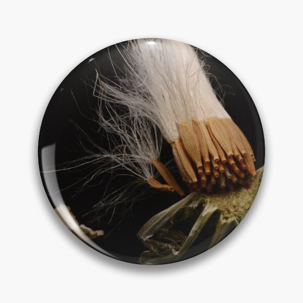 Item preview, Macro of Withered Dandelion Head with Seeds on Black Background designed and sold by Goiko7Margarita.