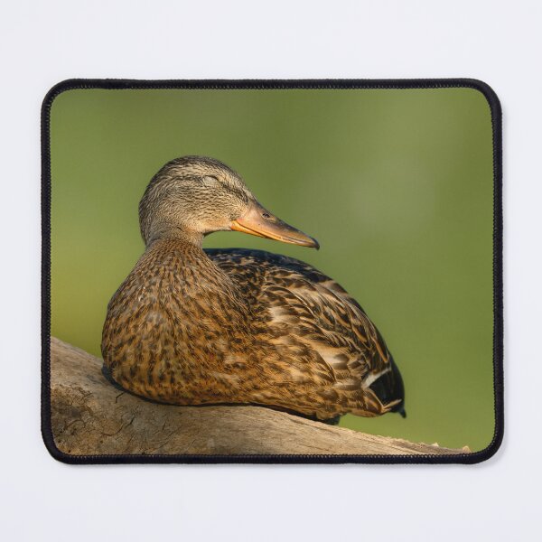 Item preview, Female Mallard resting on a log designed and sold by Eivor Kuchta.