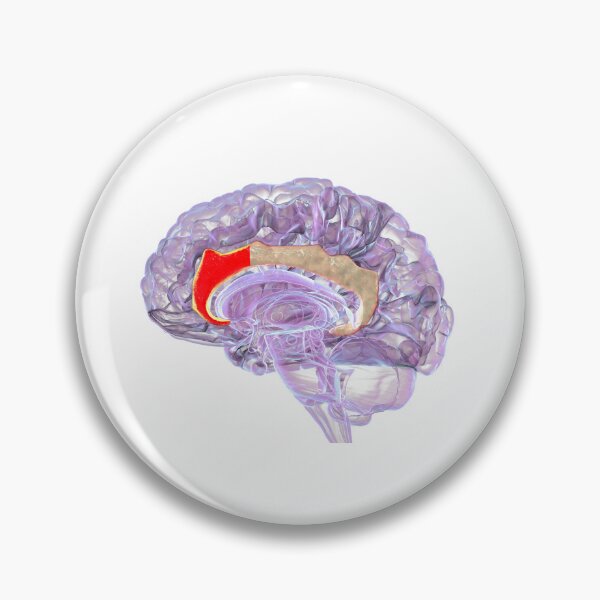 Item preview, Anterior Cingulate Cortex In Human Brain designed and sold by Kateryna Kon.