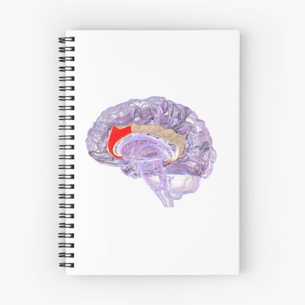 Item preview, Anterior Cingulate Cortex In Human Brain designed and sold by Kateryna Kon.