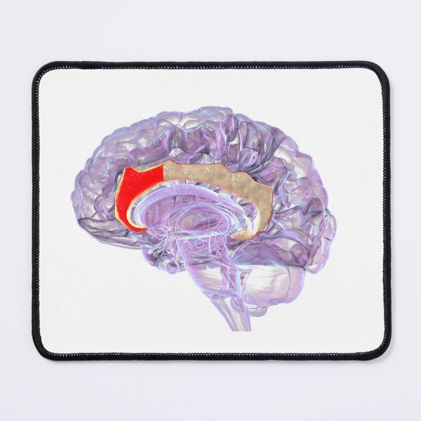 Item preview, Anterior Cingulate Cortex In Human Brain designed and sold by Kateryna Kon.