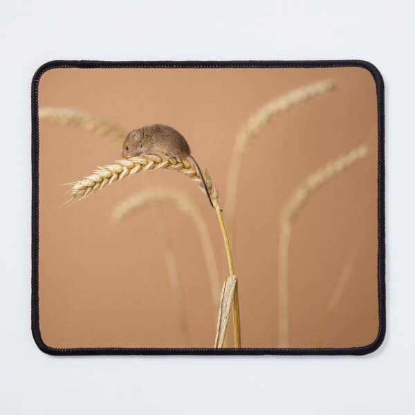 Item preview, Harvest mouse on corn designed and sold by Andrew Fletcher Photography.
