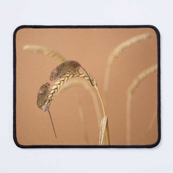 Item preview, Harvest mouse couple designed and sold by Andrew Fletcher Photography.