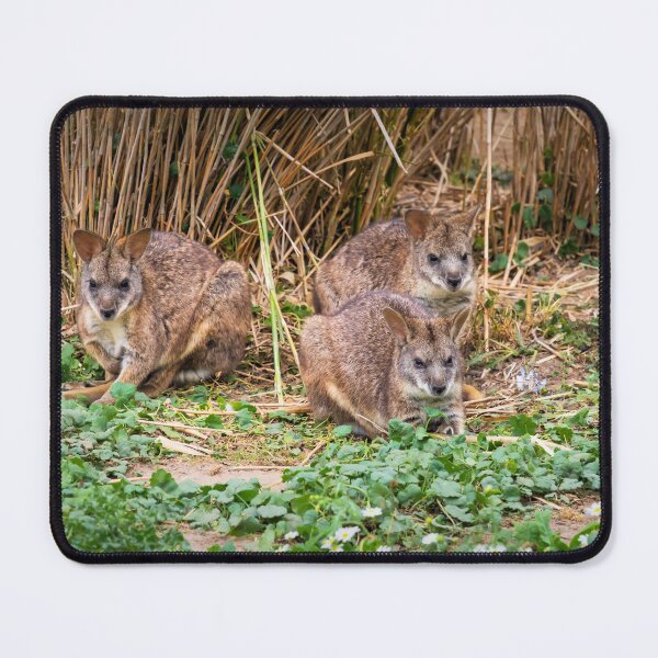 Item preview, Parma Wallabies designed and sold by JEZ22.