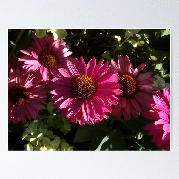 Item preview, Echinacea Purpurea Flower (Quebec City) designed and sold by GooglyEyes-.