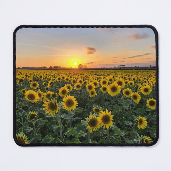 Item preview, Sunflowers at sunset I designed and sold by Mairi Fleck.