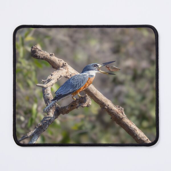 Item preview, Ringed Kingfisher Having a Meal Pantanal Brazil designed and sold by PhotoArt by Joan Carroll.