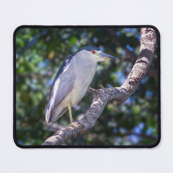 Item preview, Black-Crowned Night Heron Pantanal Brazil designed and sold by PhotoArt by Joan Carroll.